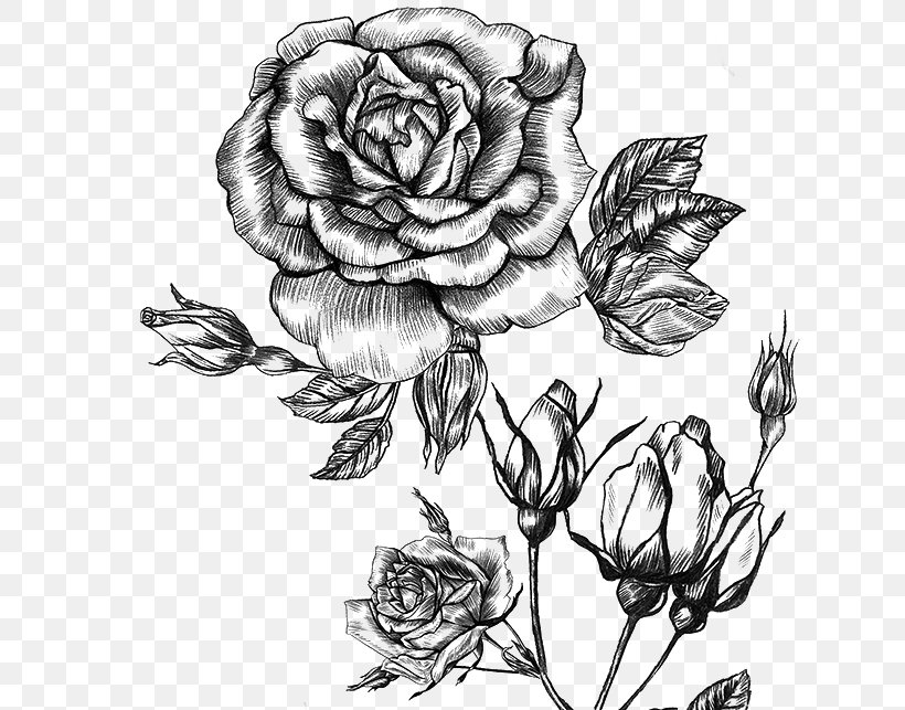 Garden Roses Perfume Floral Design Sketch Tapestry, PNG, 675x643px, Garden Roses, Art, Blackandwhite, Botany, Bud Download Free