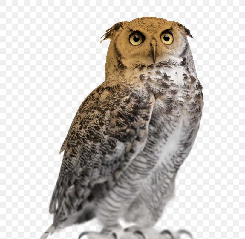Great Horned Owl Eurasian Eagle-owl Stock Photography Snowy Owl, PNG, 591x803px, Owl, Beak, Bird, Bird Of Prey, Depositphotos Download Free