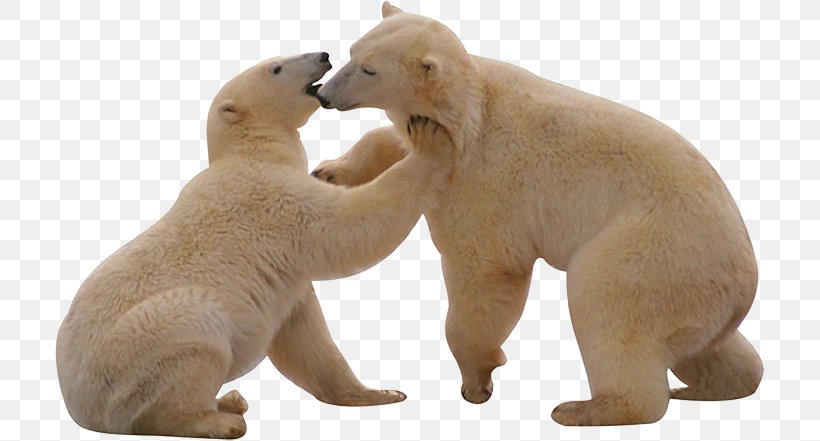 Polar Bear, Polar Bear, What Do You Hear?, PNG, 710x441px, Polar Bear, Bear, Bears, Brown Bear, Carnivoran Download Free