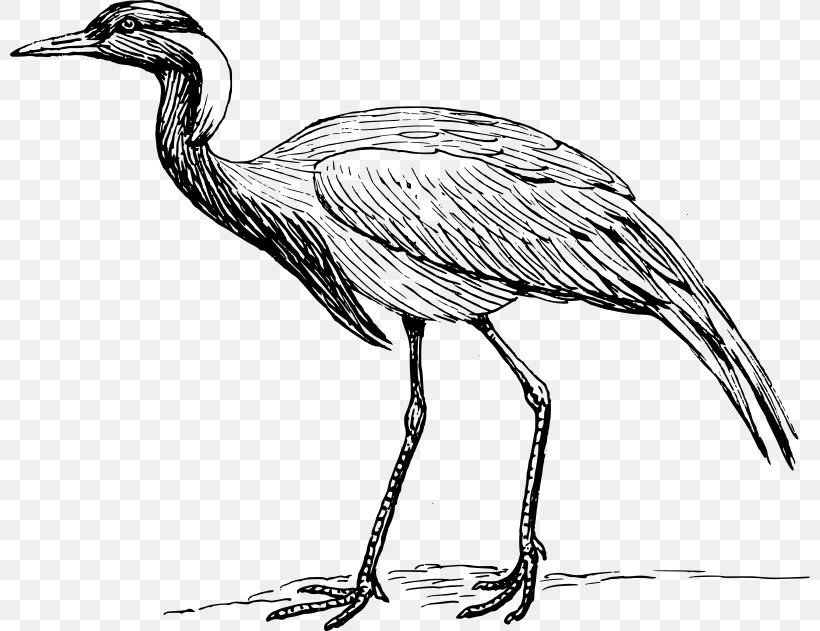 Red-crowned Crane Bird Demoiselle Crane Clip Art, PNG, 800x631px, Crane, Artwork, Beak, Bird, Black And White Download Free