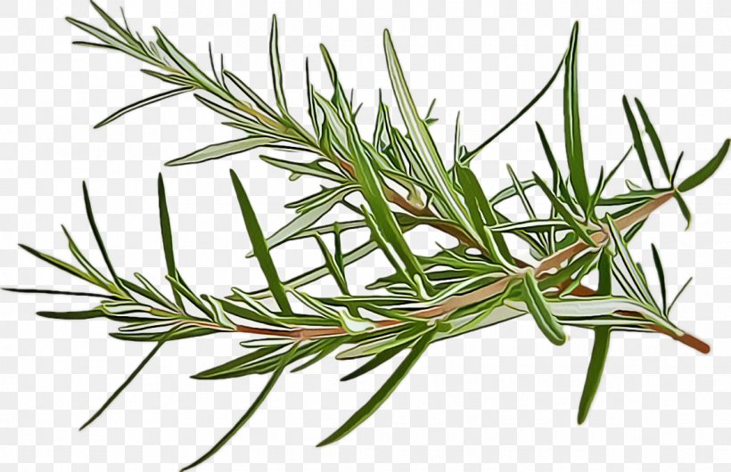 Rosemary, PNG, 1138x736px, Singleleaf Pine, American Larch, Flower, Grass, Jack Pine Download Free