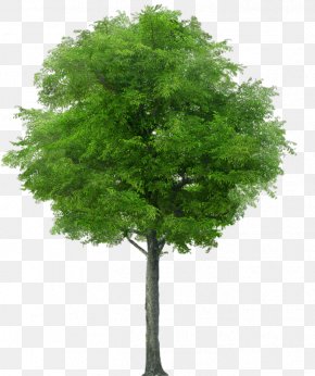 Stock Photography Tree Drawing Royalty-free, PNG, 1242x2088px, Stock ...