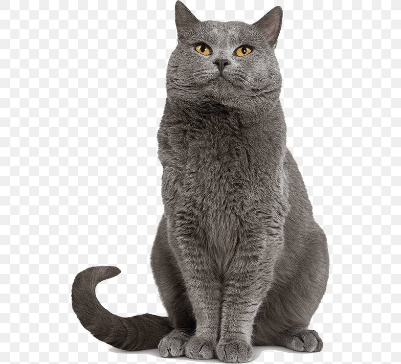 Chartreux Dog Kitten Puppy Cat Food, PNG, 532x744px, Chartreux, American Wirehair, Asian, Australian Mist, Breed Download Free