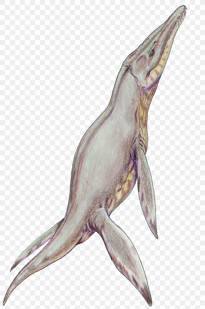 Plesiosauria Reptile Kimmeridgian Brachauchenius Pliosauridae, PNG, 1095x1648px, Plesiosauria, Beak, Brachauchenius, Dinosaur, Fauna Download Free