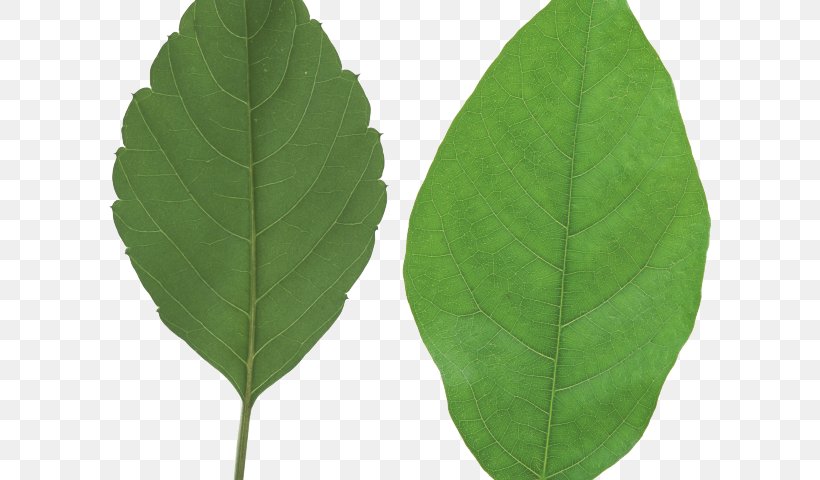 Clip Art Vector Graphics Leaf Image, PNG, 640x480px, Leaf, Autumn Leaf Color, Flower, Flowering Plant, Green Download Free