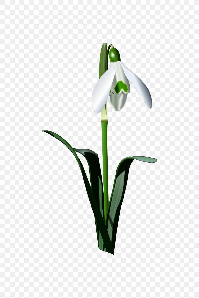 Snowdrop Flower Bulb Clip Art, PNG, 1605x2400px, Snowdrop, Bulb, Cut Flowers, Drawing, Flora Download Free