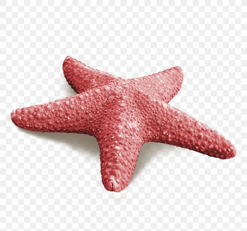 Starfish Callopatiria Granifera Red, PNG, 876x820px, Starfish, Beach, Callopatiria Granifera, Echinoderm, Invertebrate Download Free