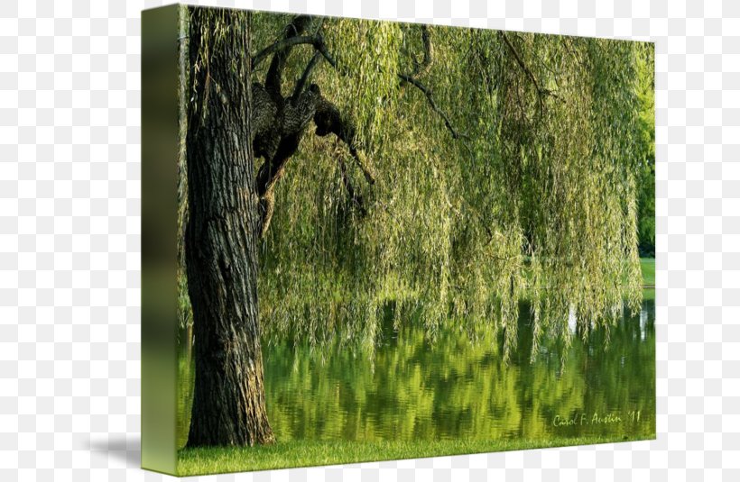 Trunk Tree Weeping Willow Woodland Imagekind, PNG, 650x535px, Trunk, Art, Branch, Fauna, Flora Download Free