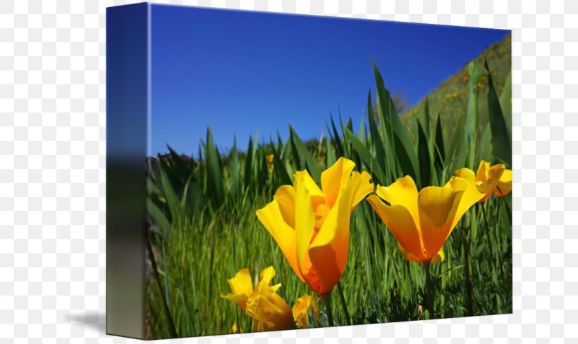 Tulip Meadow Ecoregion Wildflower Desktop Wallpaper, PNG, 650x489px, Tulip, Computer, Ecoregion, Ecosystem, Field Download Free