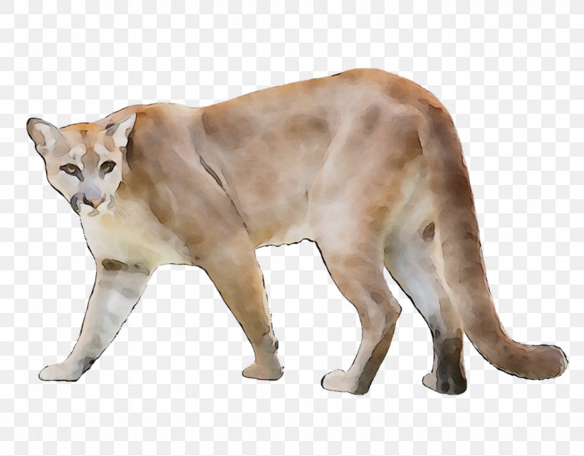 Whiskers Cougar Cat Terrestrial Animal Fauna, PNG, 1437x1125px, Whiskers, Animal, Animal Figure, Big Cat, Carnivore Download Free