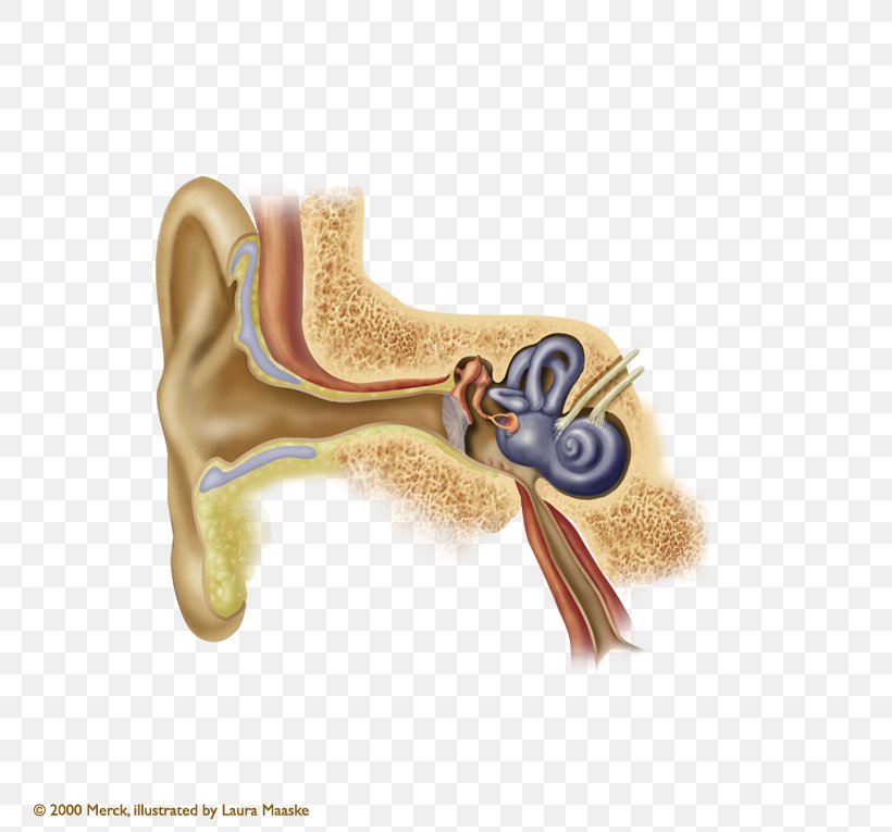 Eardrum Earwax Auricle Myringoplasty, PNG, 773x765px, Watercolor, Cartoon, Flower, Frame, Heart Download Free