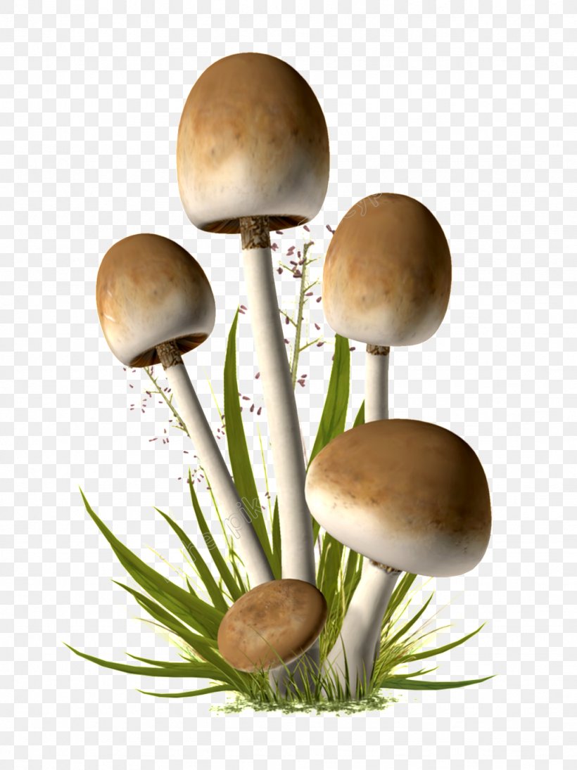 Edible Mushroom Image Parasol Mushroom, PNG, 1024x1368px, Mushroom, Agaricaceae, Agaricomycetes, Agaricus, Botany Download Free