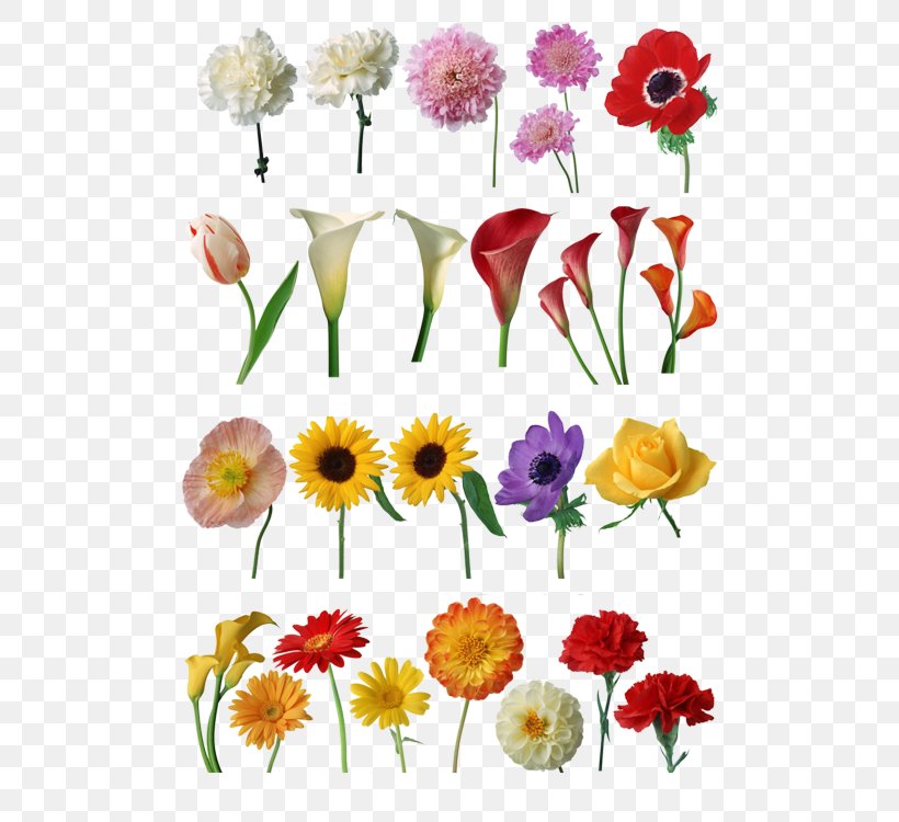 Floral Design Cut Flowers Petal, PNG, 490x750px, Floral Design, Artwork, Chrysanthemum, Chrysanths, Cut Flowers Download Free