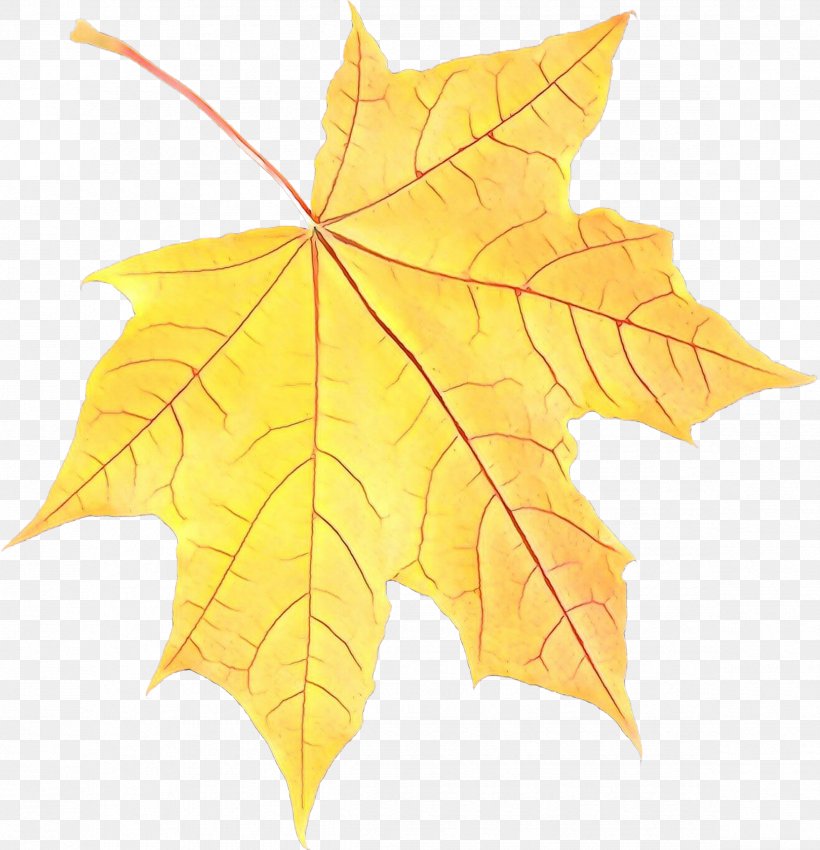 Maple Leaf, PNG, 2348x2435px, Cartoon, Black Maple, Deciduous, Leaf, Maple Leaf Download Free