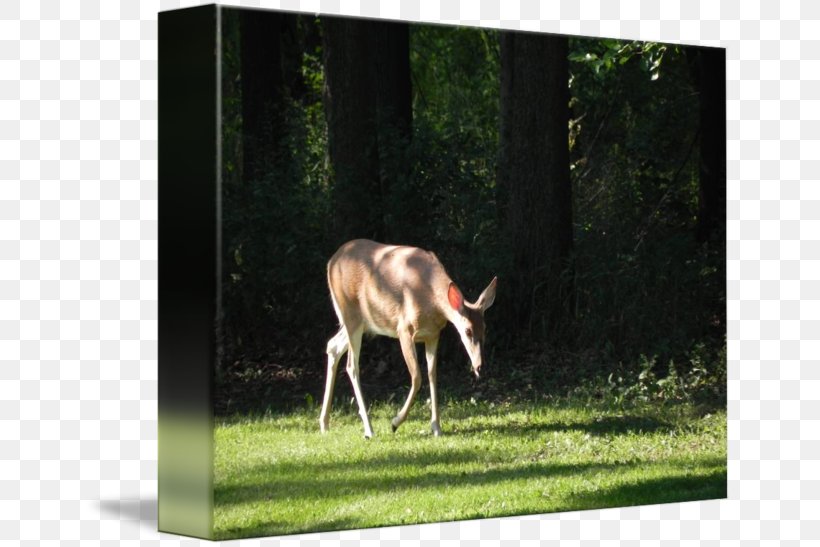 Reindeer White-tailed Deer Meadow Fauna, PNG, 650x547px, Reindeer, Deer, Fauna, Grass, Grazing Download Free
