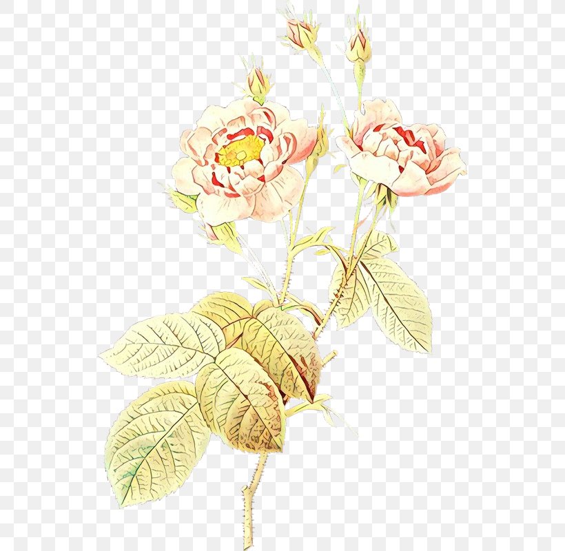Rose, PNG, 536x800px, Cartoon, Cut Flowers, Flower, Flowering Plant, Pedicel Download Free