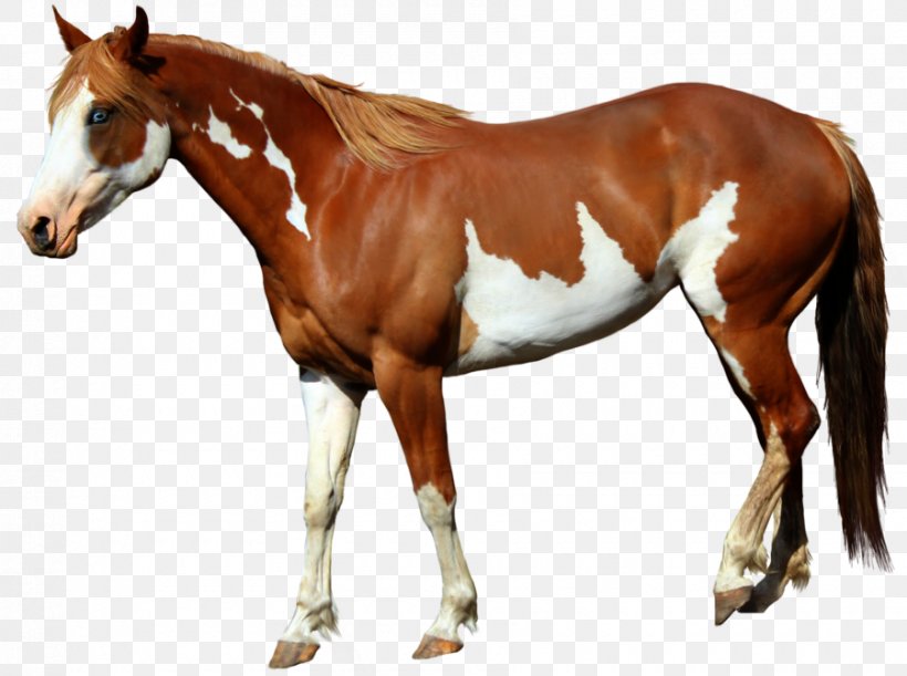 American Paint Horse Mangalarga Marchador Foal Standing Horse, PNG, 900x671px, American Paint Horse, Bit, Chestnut, Colt, Digital Image Download Free