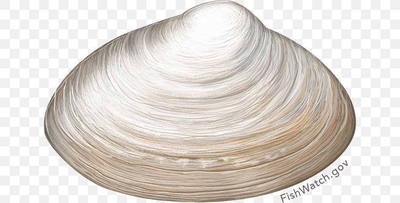 Clam Chowder Atlantic Surf Clam, PNG, 640x416px, Clam, Atlantic Surf Clam, Chowder, Clam Chowder, Clams Oysters Mussels And Scallops Download Free
