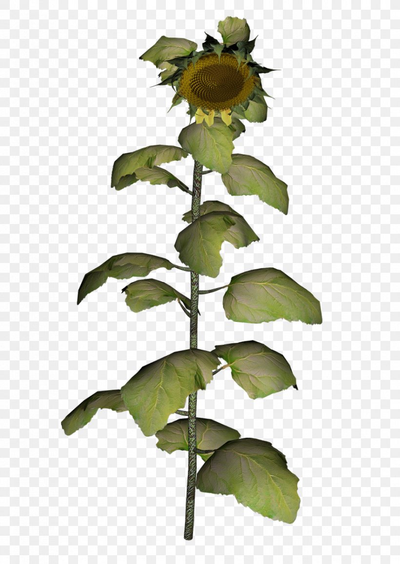 Clip Art Common Sunflower Graphics Image Cattle, PNG, 879x1242px, Common Sunflower, Blog, Cattle, Flower, Flowering Plant Download Free