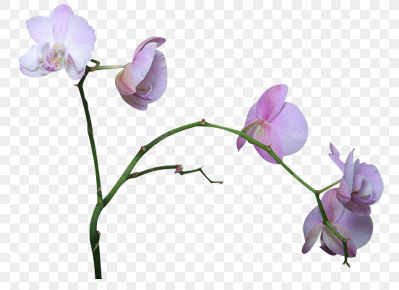 Cut Flowers Orchids Clip Art, PNG, 1200x875px, Flower, Branch, Bud, Cut Flowers, Flora Download Free