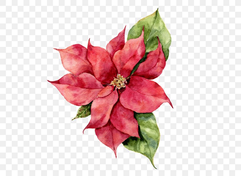 Poinsettia Watercolor Painting Stock Photography Christmas Day Illustration, PNG, 600x600px, Poinsettia, Anthurium, Artificial Flower, Botany, Christmas Day Download Free