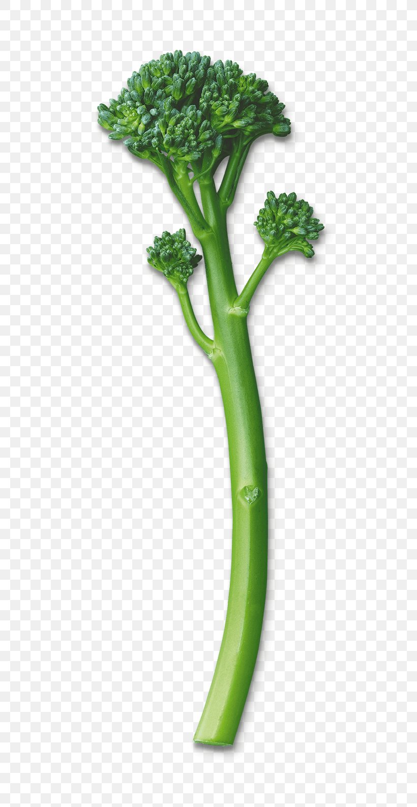 Rapini Broccolini Leaf Vegetable, PNG, 625x1587px, Rapini, Brassica Oleracea, Broccoli, Broccolini, Butter Download Free