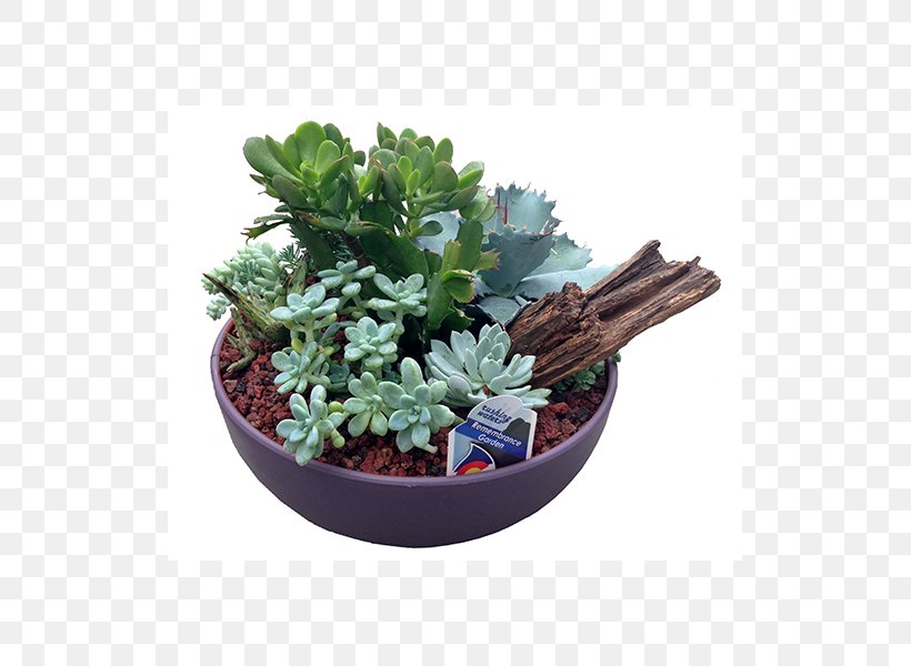 Succulent Plant Bowl Flowerpot Drought Tolerance, PNG, 517x600px, Plant, Basket, Bowl, Cactaceae, Drought Tolerance Download Free