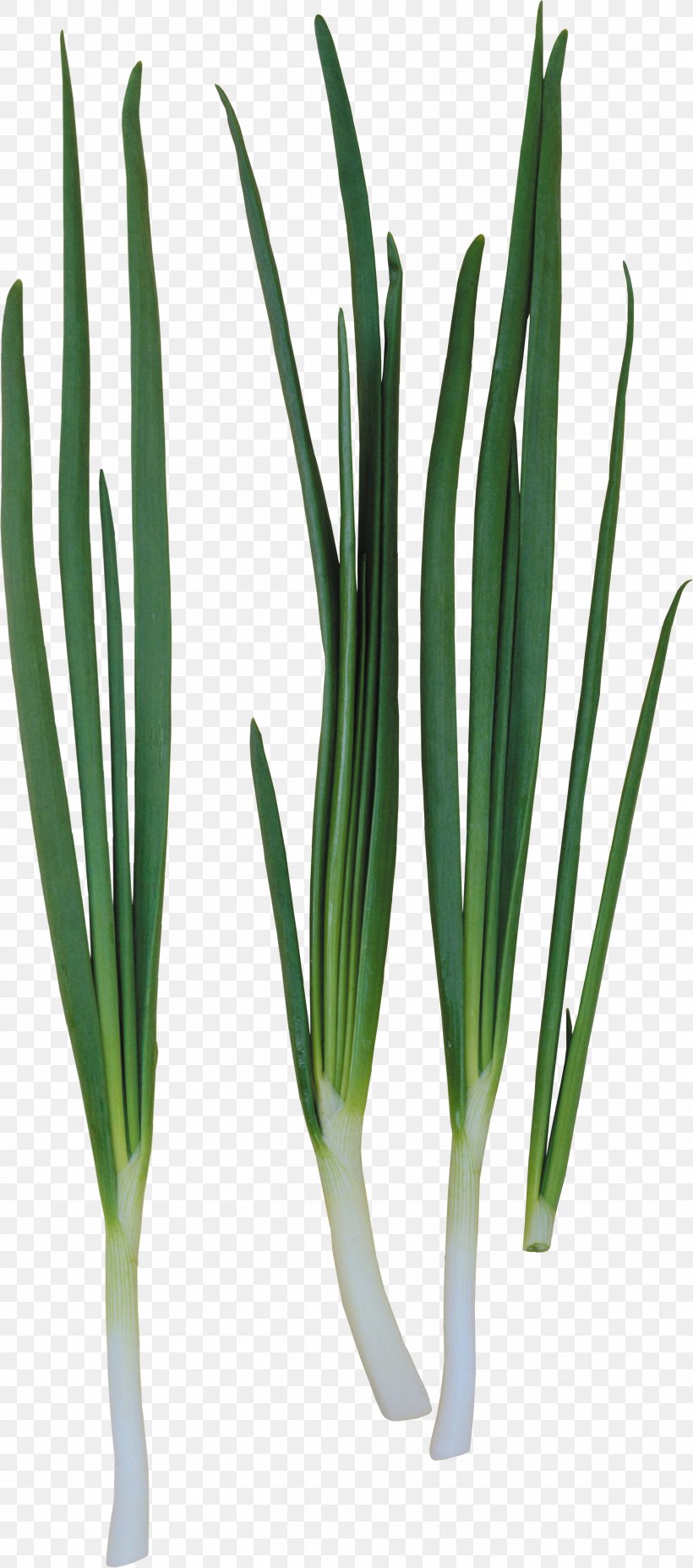 Allium Fistulosum Onion Ring Garlic, PNG, 2619x5927px, Allium Fistulosum, Allium, Commodity, Garlic, Grass Download Free