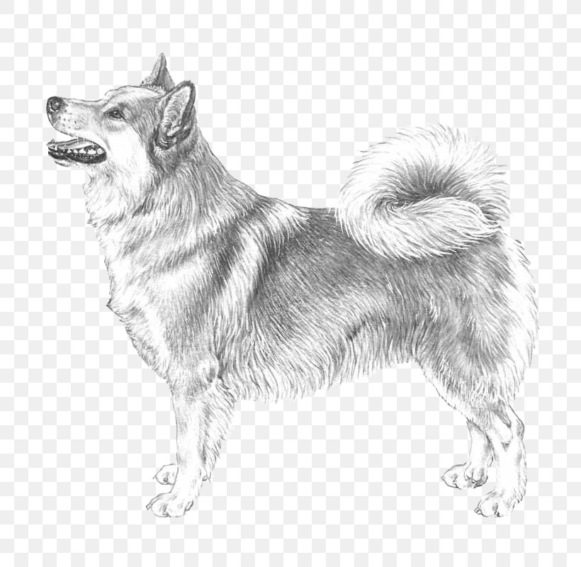 Canadian Eskimo Dog Icelandic Sheepdog Norwegian Elkhound Norwegian Buhund West Siberian Laika, PNG, 800x800px, Canadian Eskimo Dog, Alaskan Malamute, Ancient Dog Breeds, Black And White, Carnivoran Download Free