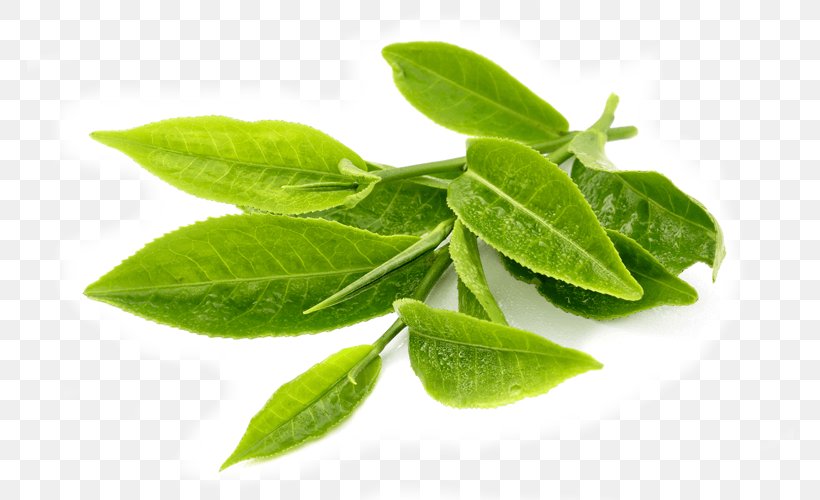Green Tea Turkish Tea Matcha Camellia Sinensis, PNG, 800x500px, Green Tea, Black Tea, Camellia Sinensis, Drink, Food Download Free