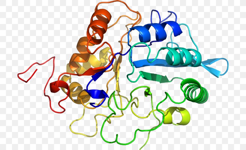KLK6 Kallikrein Gene Protease Heat Shock Protein, PNG, 704x500px, Watercolor, Cartoon, Flower, Frame, Heart Download Free