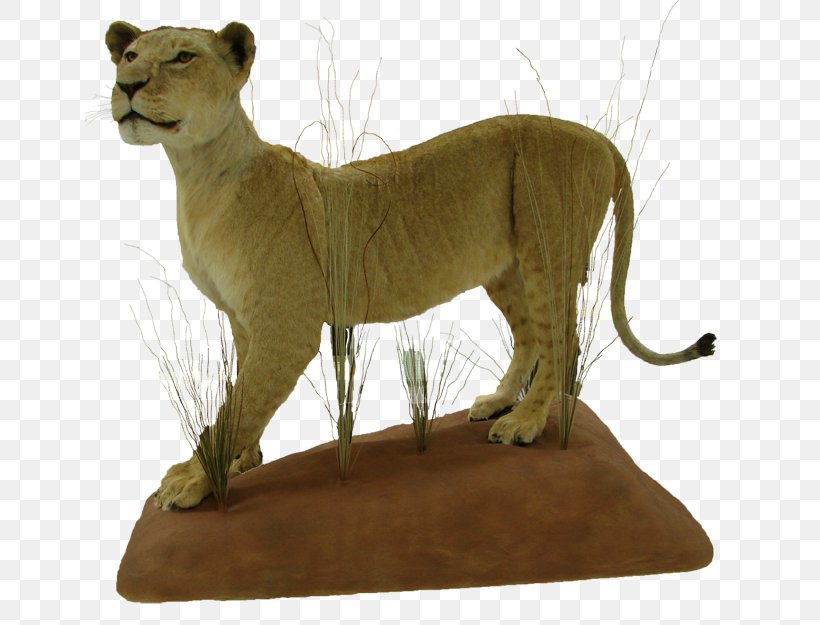 Lion Big Cat Fauna Terrestrial Animal, PNG, 650x625px, Lion, Animal, Big Cat, Big Cats, Carnivoran Download Free