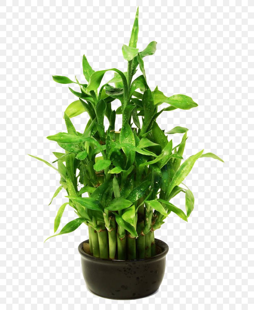 Lucky Bamboo Stock Photography Royalty-free, PNG, 666x1000px, Lucky Bamboo, Bamboe, Bamboo, Bonsai, Can Stock Photo Download Free