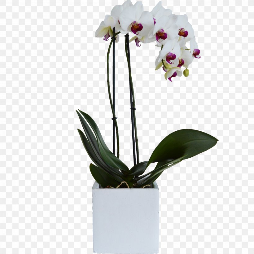 Moth Orchids Flowerpot Cattleya Orchids Cut Flowers, PNG, 4225x4225px, Moth Orchids, Artificial Flower, Bloemenatelier Verde, Branch, Cattleya Download Free
