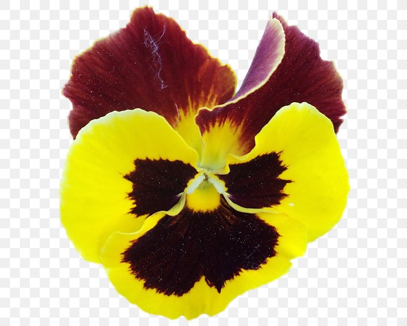 Pansy Raster Graphics Information Clip Art, PNG, 611x657px, Pansy, Archive File, Bog Arum, Color, Flower Download Free