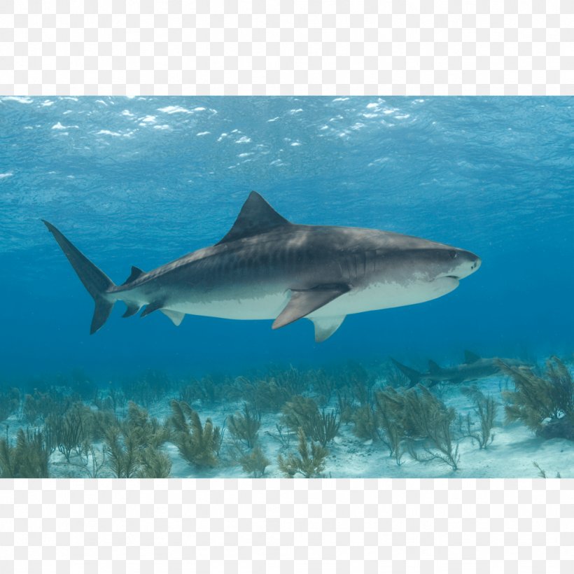 Tiger Shark Great White Shark Canvas Print, PNG, 1024x1024px, Tiger Shark, Art, Canvas, Canvas Print, Carcharhiniformes Download Free