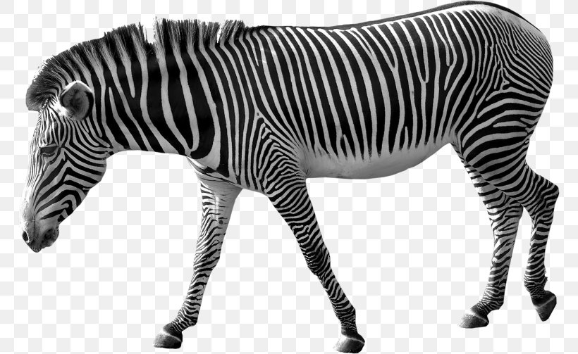 Zebra Technologies Clip Art, PNG, 768x503px, Zebra Technologies, Animal Figure, Black And White, Horse Like Mammal, Image File Formats Download Free