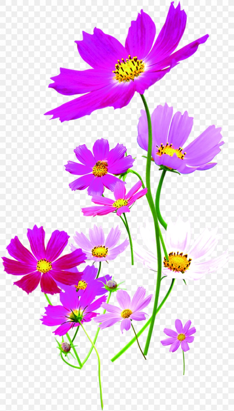 Euclidean Vector Near-sightedness, PNG, 867x1525px, Nearsightedness, Annual Plant, Cornea, Cosmos, Daisy Family Download Free