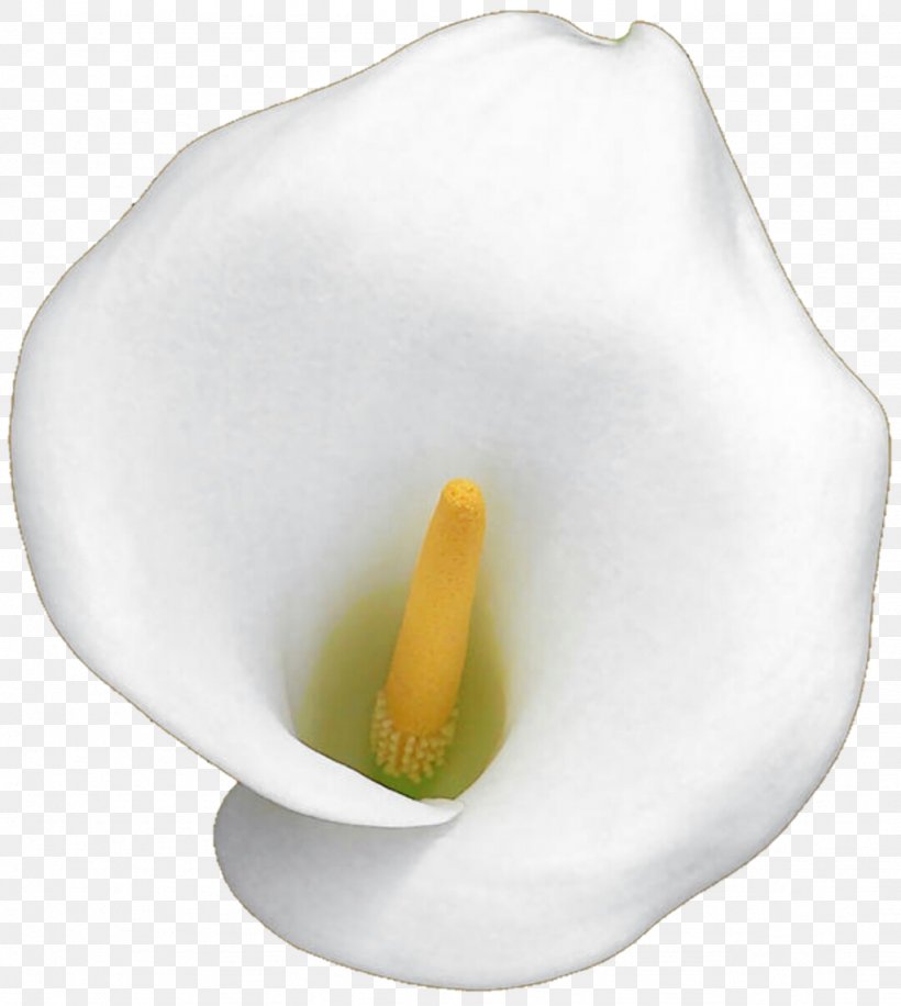 Arum-lily Flower Lilium Clip Art, PNG, 1024x1144px, Arumlily, Arum Lilies, Calla Lily, Flower, Lilium Download Free