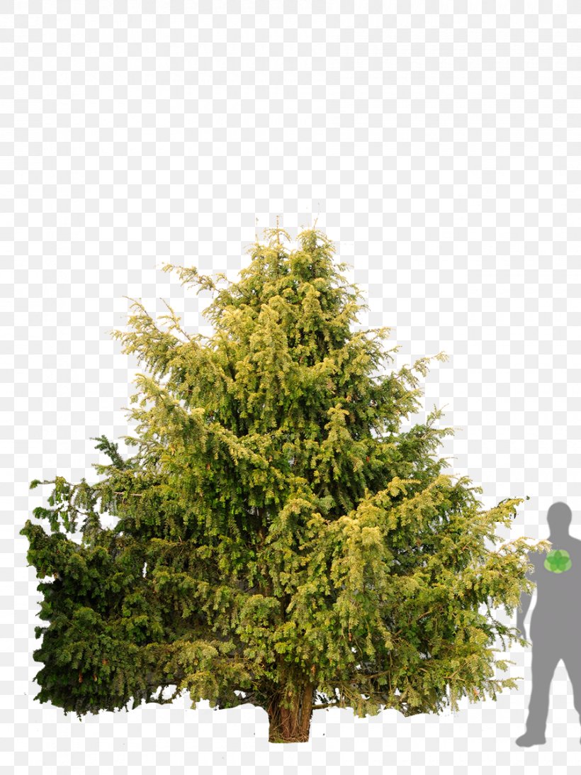 Spruce Gelbe Adlerschwingen Eibe English Yew Yellow Tree, PNG, 900x1200px, Spruce, Biome, Christmas Decoration, Christmas Tree, Conifer Download Free
