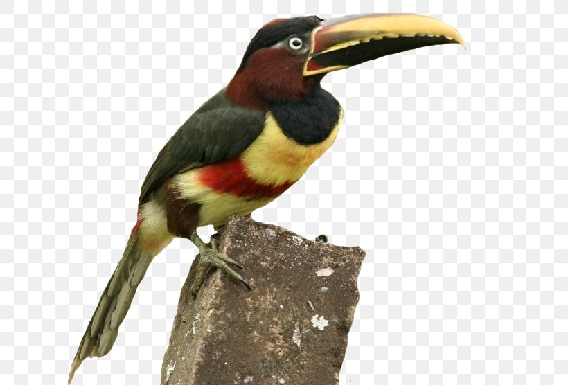 Toucan Hornbill Fauna Beak, PNG, 658x556px, Toucan, Beak, Bird, Coraciiformes, Fauna Download Free