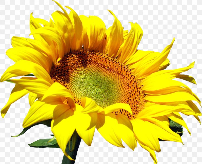 Common Sunflower Clip Art, PNG, 1200x979px, Common Sunflower, Daisy Family, Flower, Flowering Plant, Image File Formats Download Free