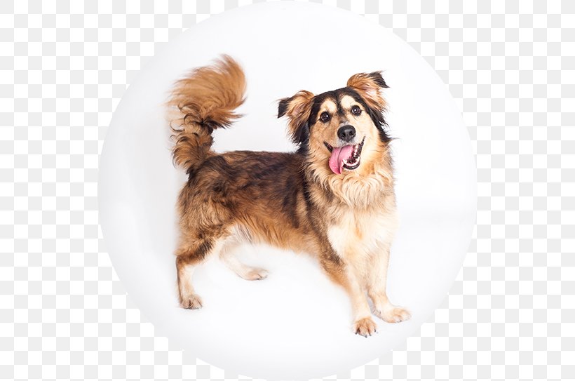 Dog Breed Companion Dog, PNG, 543x543px, Dog Breed, Breed, Carnivoran, Companion Dog, Dog Download Free