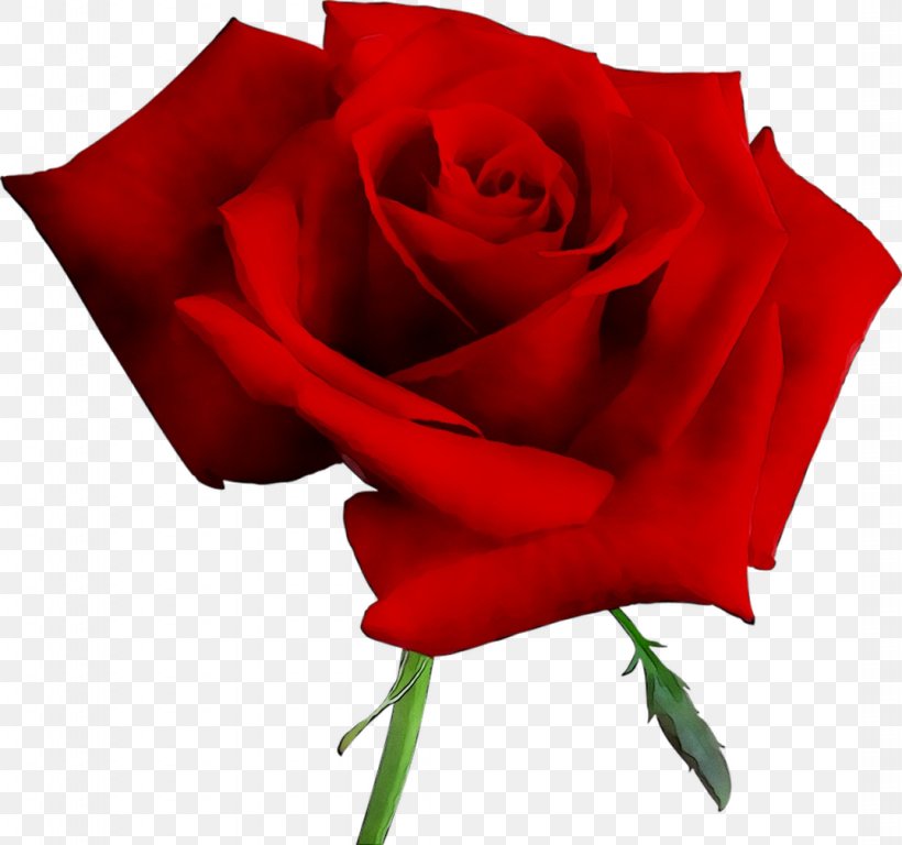 Garden Roses Flower Blue Rose Pink, PNG, 1075x1008px, Rose, Blue, Blue Rose, Botany, Carmine Download Free
