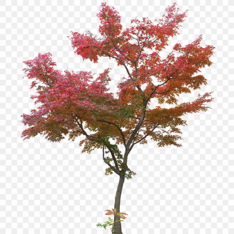 Japanese Maple Tree Maple Leaf, PNG, 3150x3150px, Japanese Maple, Acer Japonicum, Autumn Leaf Color, Branch, Christmas Tree Download Free