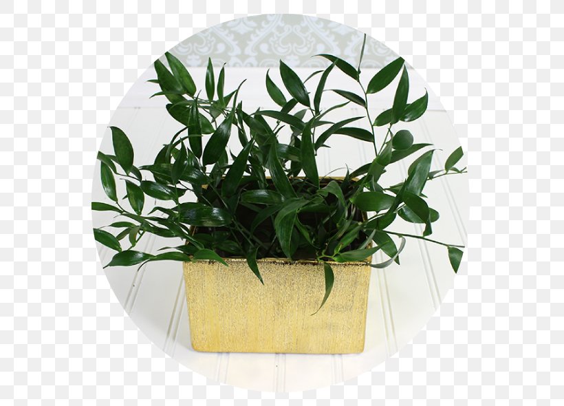 Leaf Flowerpot Herb, PNG, 590x590px, Leaf, Flowerpot, Herb, Plant Download Free