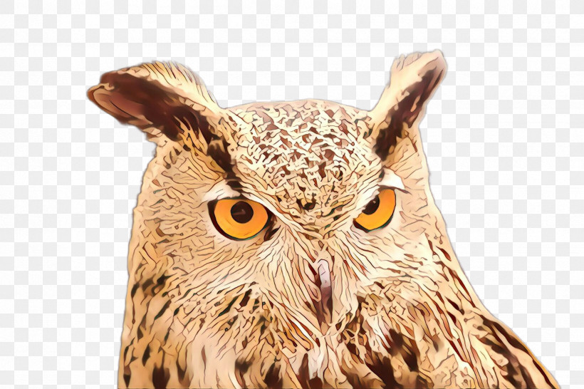 Owl Bird Of Prey Bird Eastern Screech Owl Screech Owl, PNG, 2448x1632px, Owl, Beak, Bird, Bird Of Prey, Eastern Screech Owl Download Free