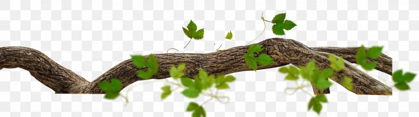 Tree Branch Leaf Twig, PNG, 2051x576px, Tree, Branch, Computer Graphics, Grass, Leaf Download Free