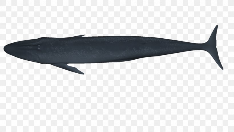 Dolphin Porpoise Whale Marine Biology Fauna, PNG, 1191x670px, Dolphin, Biology, Fauna, Fin, Fish Download Free