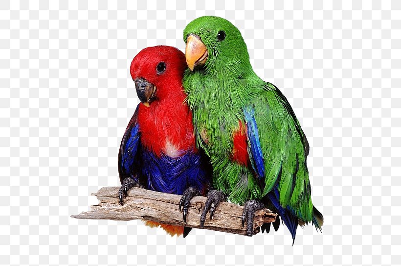 Lovebird Eclectus Parrot Loriini, PNG, 565x543px, Lovebird, Beak, Bird, Cockatiel, Common Pet Parakeet Download Free